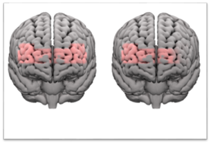 brain