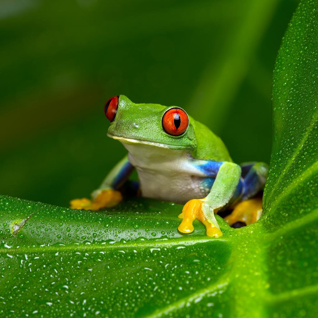 Frogs – hearing with no ears | Sonova International