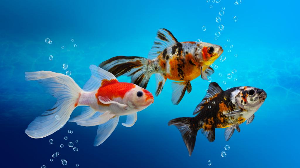 Der Fisch: Spürsinn und Ohr in einem
